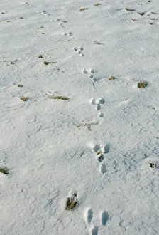 Footprints Prints: Rabbit Tracks PM 1180 In snow © Pat Morris / ARDEA LONDON