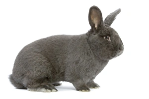 Rabbit - Vienna Blue blue de vienne - in studio