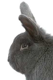 Rabbit - Vienna Blue blue de vienne - in studio