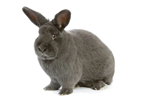 Rabbit - Vienna Blue blue de vienne - in studio