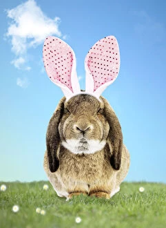Grumpy Gallery: Rabbit wearing Bunny ears in spring scene