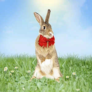 On Back Legs Gallery: Rabbit wearing red bow tie in spring scene with