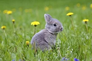 Bunny Gallery: Rabbit - few weeks old sitting in meadow of dandelions