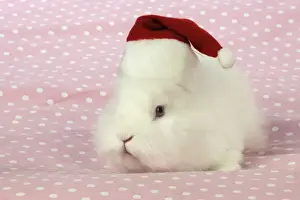 Christmas Prints: RABBIT. White rabbit wearing christmas hat