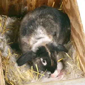 Nest Material Prints: Rabbit - with young - 3 days old