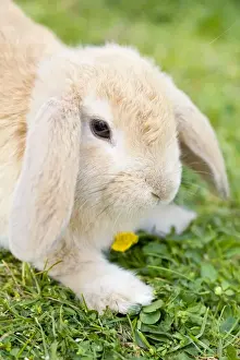 Small Pet Prints: Rabbit - young on grass lawn - UK