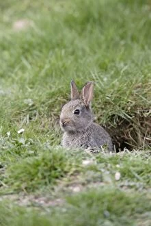 Images Dated 15th April 2009: Rabbit - youngster by burrow