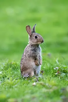 Juveniles Prints: Rabbit Youngster on hind legs in meadow Bedfordshire, UK