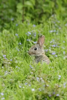 Rabbit - Youngster upright in meadow flowers side view