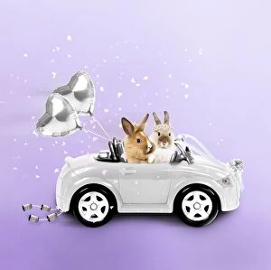 Images Dated 26th July 2010: Rabbits driving wedding car