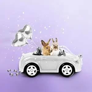 Balloons Prints: Rabbits driving wedding car Manipulated Image: Added Balloons (JD)