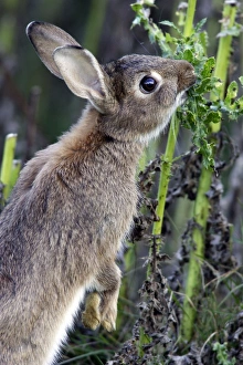 Images Dated 7th August 2005: Rabbits - eating. France