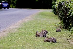 Images Dated 23rd June 2009: Rabbits - feeding on road verge - motorway service station - England