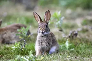 Rabbits. France