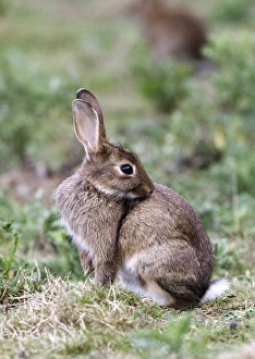 Images Dated 7th August 2005: Rabbits - grooming. France
