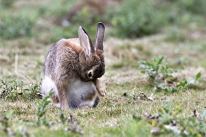 Images Dated 7th August 2005: Rabbits - grooming. France
