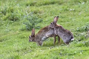 Images Dated 18th July 2005: Rabbits - Mating behaviour