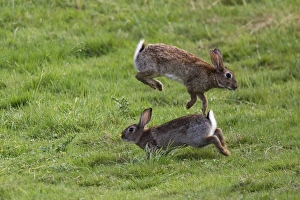 Images Dated 18th July 2005: Rabbits - Mating behaviour