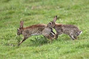Images Dated 18th July 2005: Rabbits - Mating behaviour. France