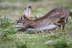 Rabbits - stretching