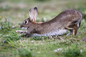 Images Dated 7th August 2005: Rabbits - stretching. France