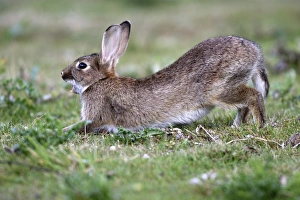 Images Dated 7th August 2005: Rabbits - stretching & yawning. France