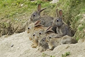 Rabbits - young ones outside burrow