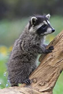 Images Dated 1st June 2009: RACCOON