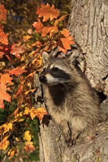 Raccoon - adult