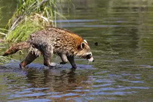Raccoon - adult. Minnesota - USA