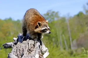Raccoon - adult. Minnesota - USA