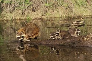 Raccoon - adult with young, Spring