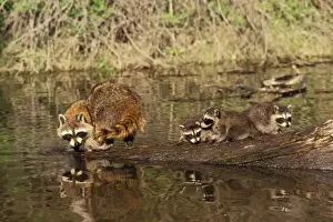 Raccoons Prints: Raccoon - adult with young, Spring. Western U. S. A. MU103