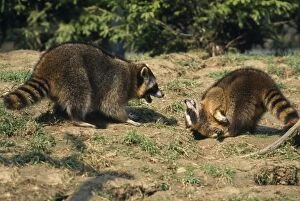 Raccoon - aggresive / submissive behaviour