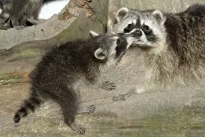 Images Dated 27th June 2010: Raccoon - baby animal licking mother's face - Hessen - Germany
