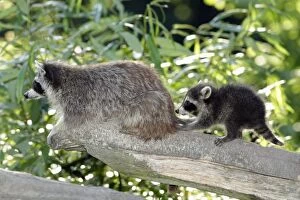 Images Dated 27th June 2010: Raccoon - baby animal playing with mother - Hessen - Germany