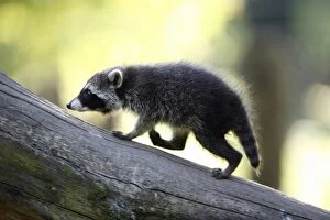 Images Dated 26th June 2010: Raccoon - baby animal running up branch - Hessen - Germany