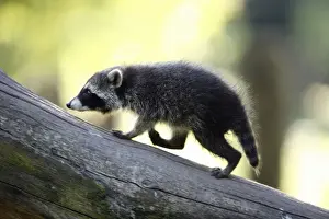 Raccoons Prints: Raccoon - baby animal running up branch - Hessen - Germany