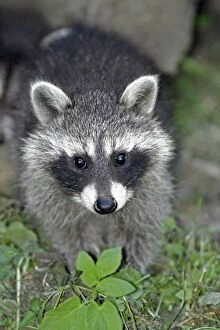 Images Dated 25th June 2010: Raccoon - baby animal searching for food - Hessen - Germany