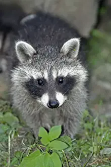 Raccoons Prints: Raccoon - baby animal searching for food - Hessen - Germany