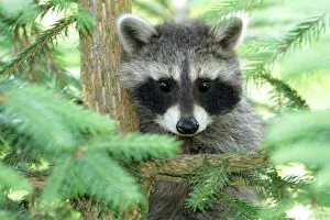 Images Dated 25th June 2010: Raccoon - baby animal sitting in fir tree