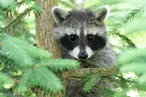 Raccoons Prints: Raccoon - baby animal sitting in fir tree - Hessen - Germany