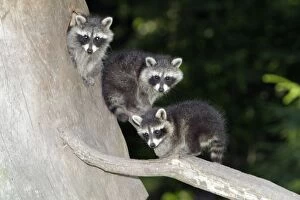 Images Dated 26th June 2010: Raccoon - three baby animals beside den entrance - Hessen - Germany