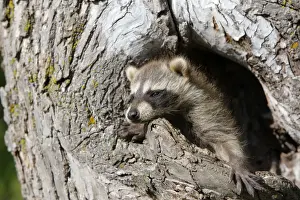 Raccoons Prints: Raccoon - baby. Minnesota - USA