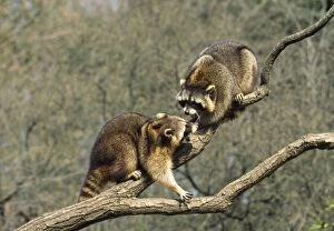 Raccoon - two on branch