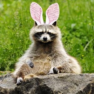 Images Dated 31st March 2020: Raccoon with bunny ears