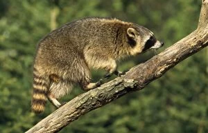 Raccoon - climbing branch