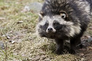 Images Dated 7th May 2007: Raccoon Dog