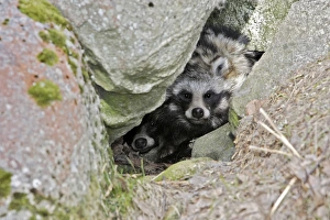 Images Dated 7th May 2007: Raccoon Dog
