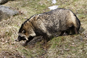 Images Dated 7th May 2007: Raccoon Dog
